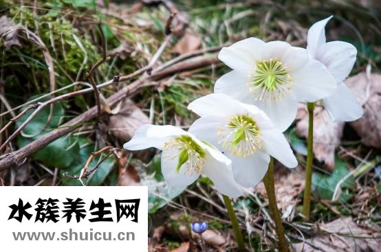 胆囊切除手术后宜平卧以降低胆襄位置工作压力