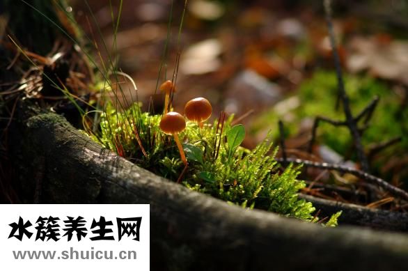 野生山茶油