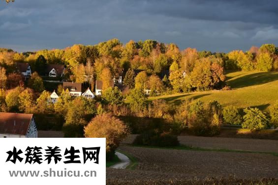 香菇要泡多久