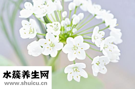 制作瘦肉丸子方法有很多种可添加肉松和粉丝
