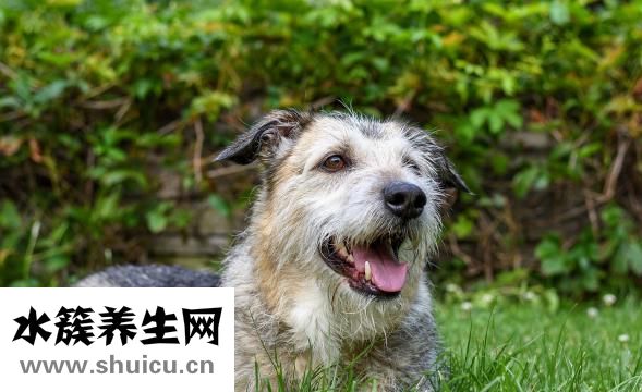 牙结石去除