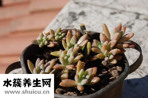 腊鱼怎么吃