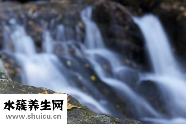 苏子叶咸菜