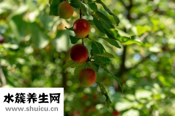 香菇要泡多久
