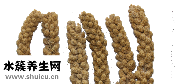 小米薏仁粥