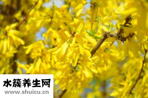 迎春花的功效