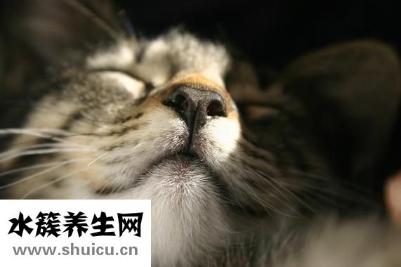 隆鼻价格多少钱
