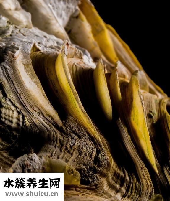 雪花梨图片