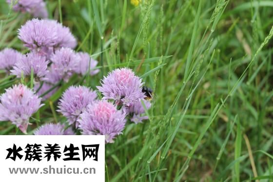 韭菜炒鸡蛋的功效