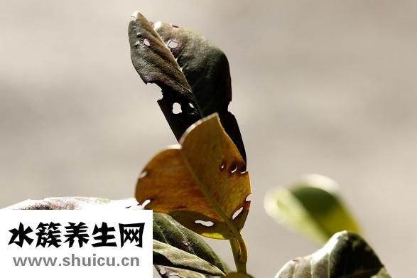 碳酸钠是沉淀吗