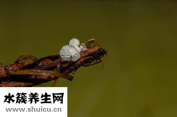 松针层孔菌