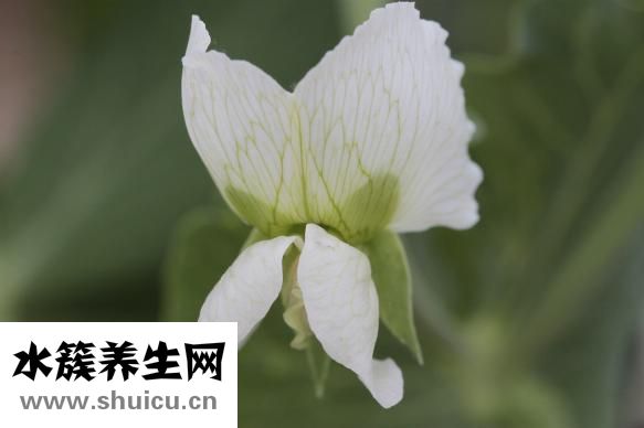 黄鳝煲仔饭
