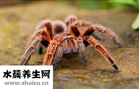 精子存活多长时间