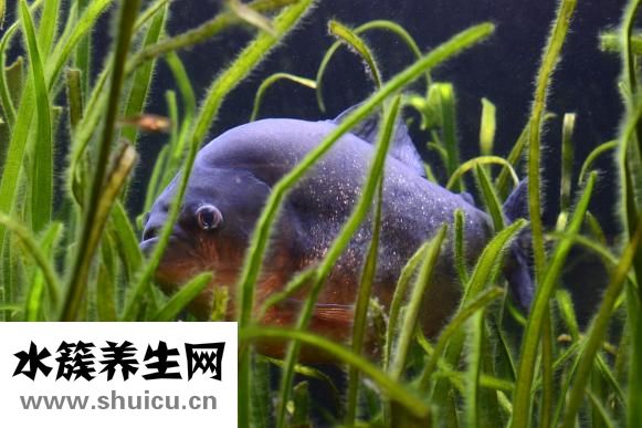 药物流产多少钱费用