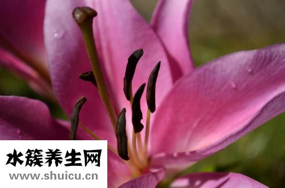 银耳莲子百合汤