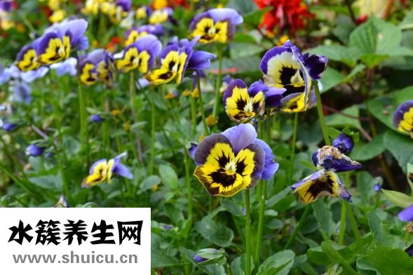 有蛀牙怎么办