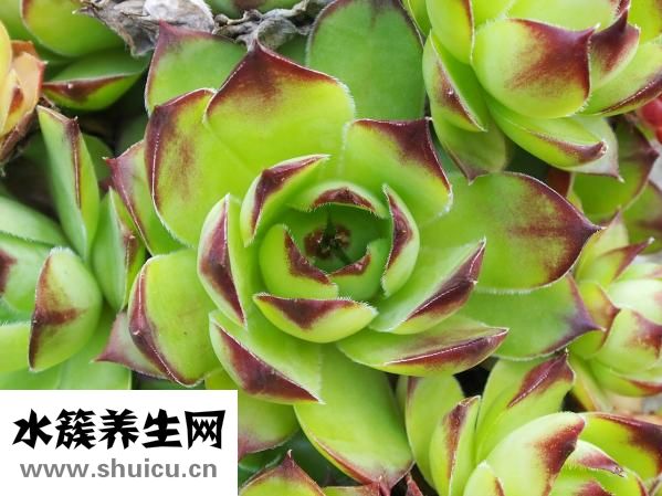 膝盖错位怎么治疗
