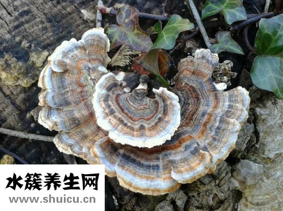 孕妇可以吃木耳