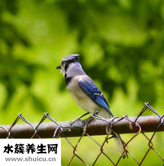 怎样治疗牙周炎