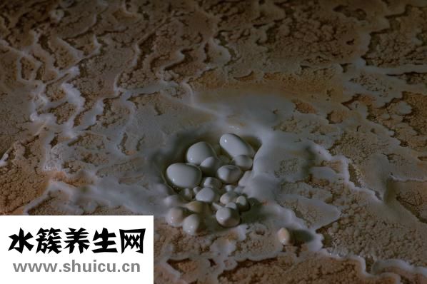 螃蟹的营养价值