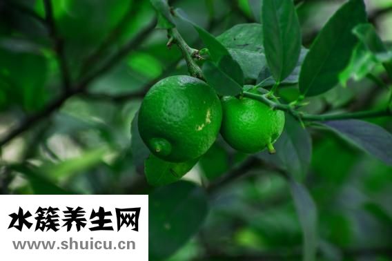 石斛能泡水喝吗