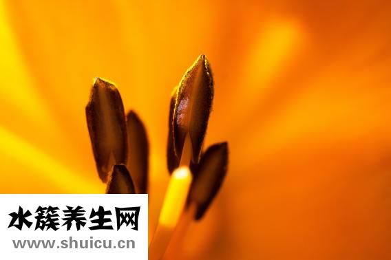 晚上可以喝姜水吗