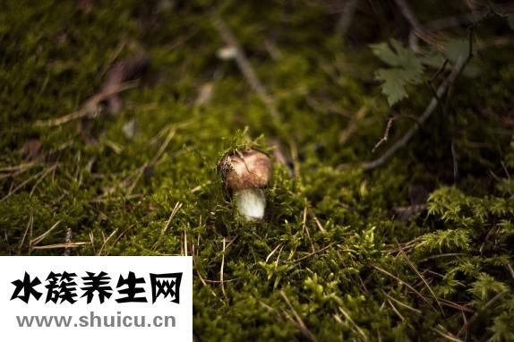 水鱼的功效