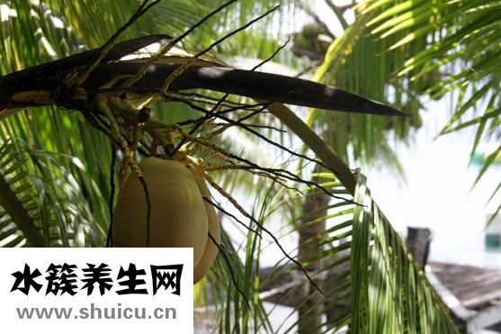 熟猪肝可以冷冻吗
