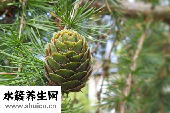 松子孕妇能吃吗