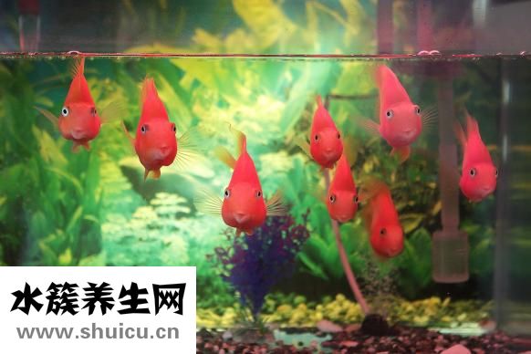 水鱼的功效