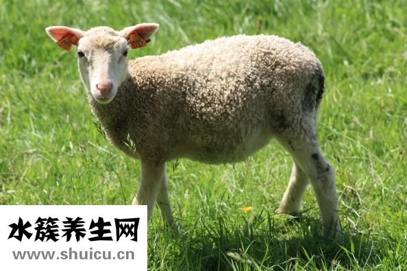 羊肉补什么