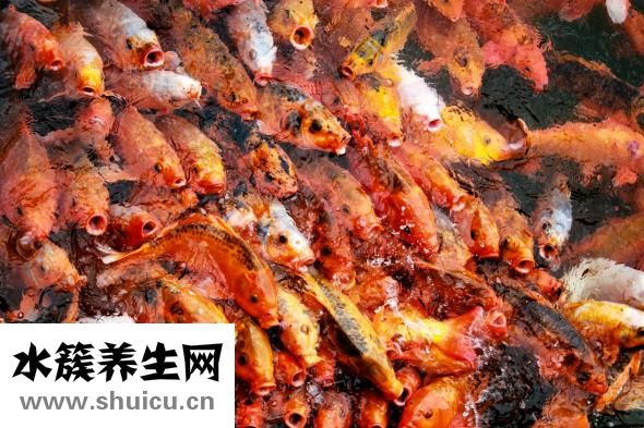 水鱼的功效