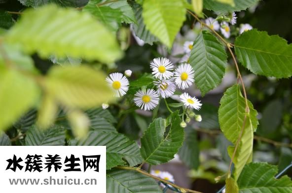 黄绿色的痰