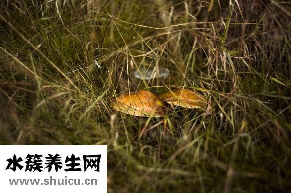 生蚝哪不能吃