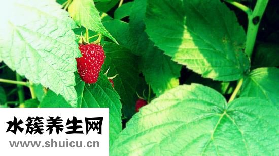 蓝莓孕妇可以吃吗
