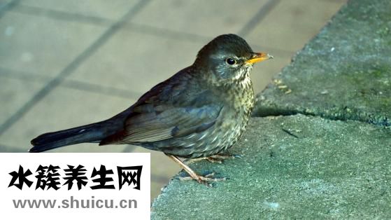 孕妇可以吃木耳