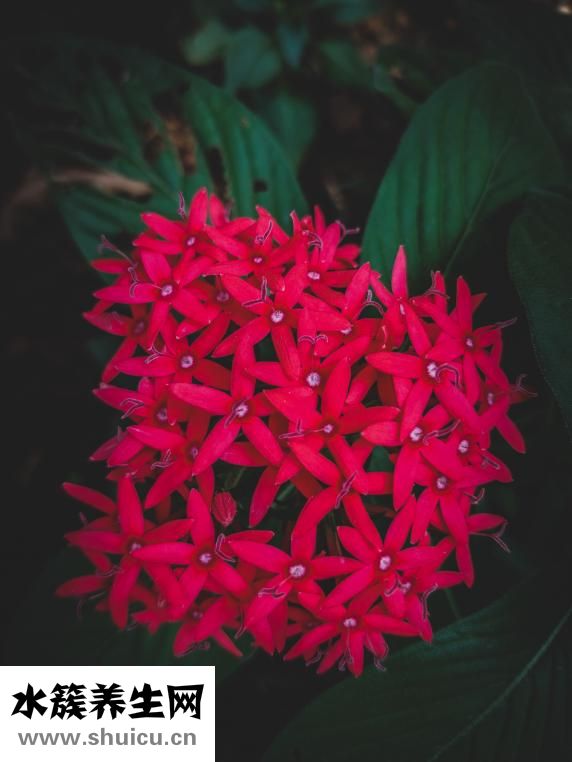 皮肤有红色斑点