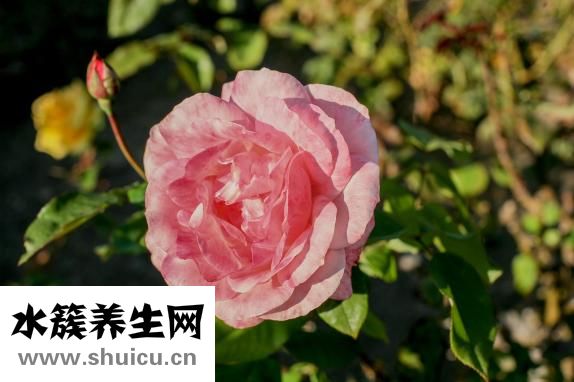 野百合花图片