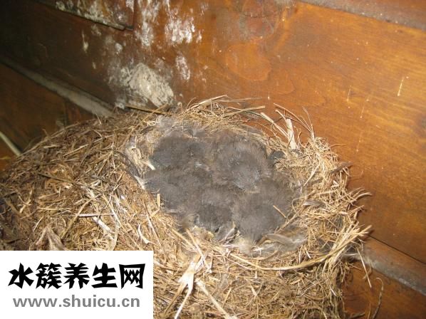 燕窝的营养