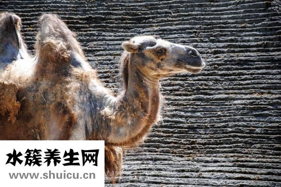 驼奶怎么喝