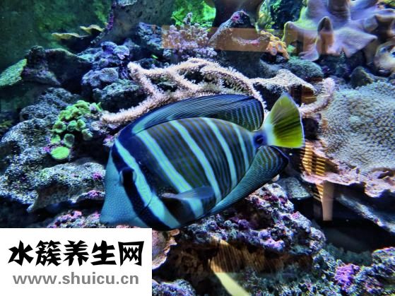 红烧海鲈鱼