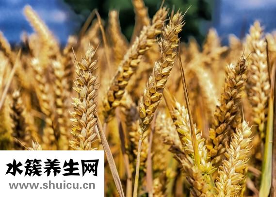 面粉保质期