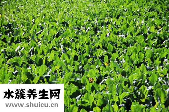铁观音红茶