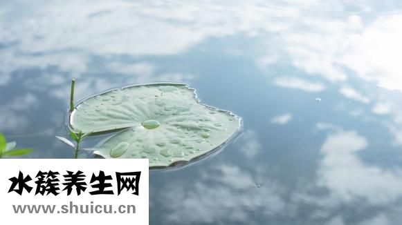 西红柿蛋炒饭