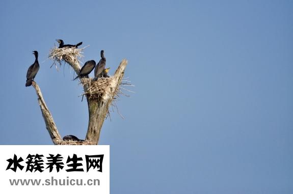 燕窝的营养