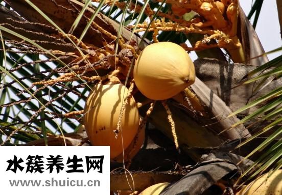 椰子怎么开