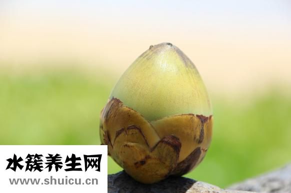 椰子怎么开