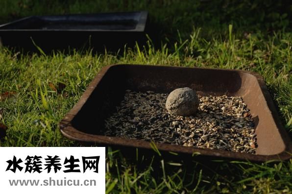 菠萝的营养
