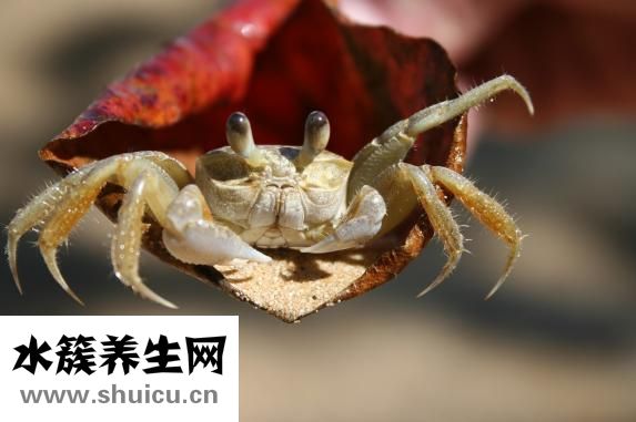 榨汁机能打豆浆吗
