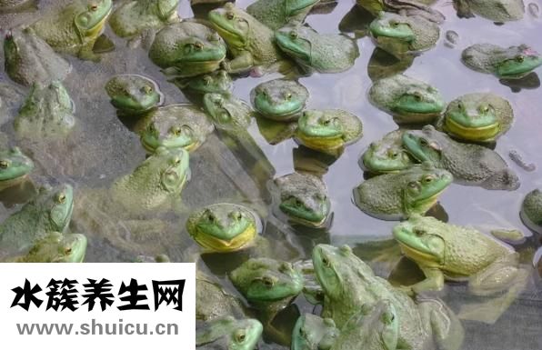 田鸡和牛蛙的区别